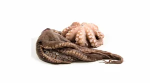 sorting and grading octpus