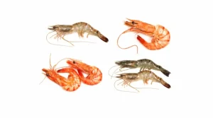sorting and grading shrimp industrial