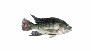 tilapia detecting and inspecting solution