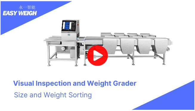 sea cucumber and visual inspection weight grader