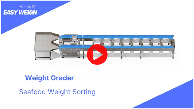 dual lane weight graders weighing and sorting big squid