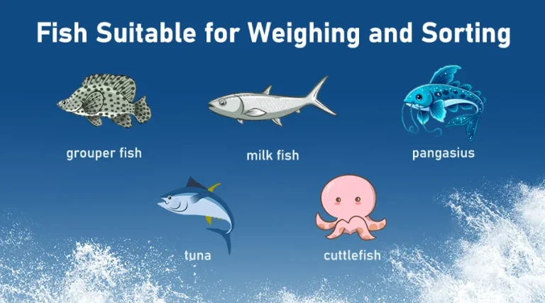 F Fish Sorting The Ultimate Guide to Weighing and Sorting Fish Efficiently | Easyweigh