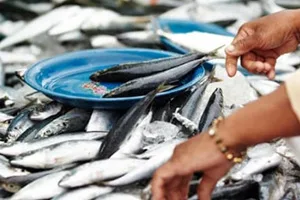 manual-sorting-and-grading-of-fish