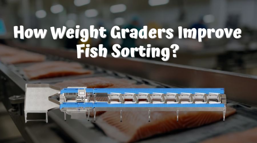 how weight graders improve fish sorting